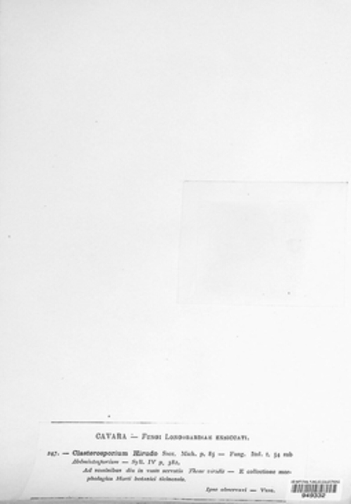 Clasterosporium hirudo image